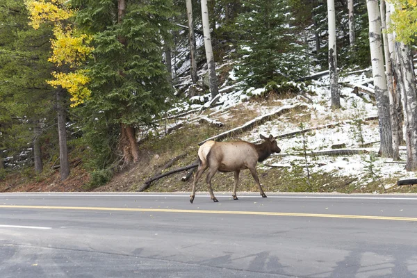 Rocky Mountain Elk crossing the road. — Stock Photo, Image