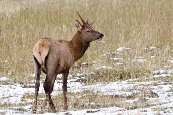 Alertado joven Rocky Mountain Elk . —  Fotos de Stock