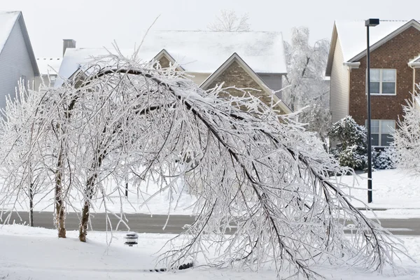 Träd böjd över från vikten av isen. — Stockfoto