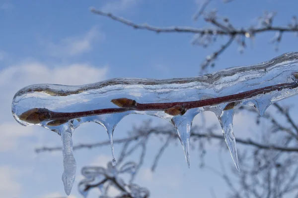 Bevroren tak met ijspegels — Stockfoto