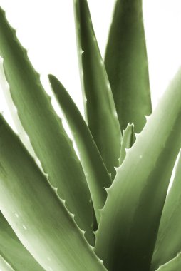 aloe tesisi