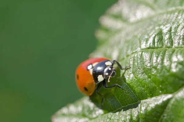 A ladybug on leaf — Stock Photo, Image