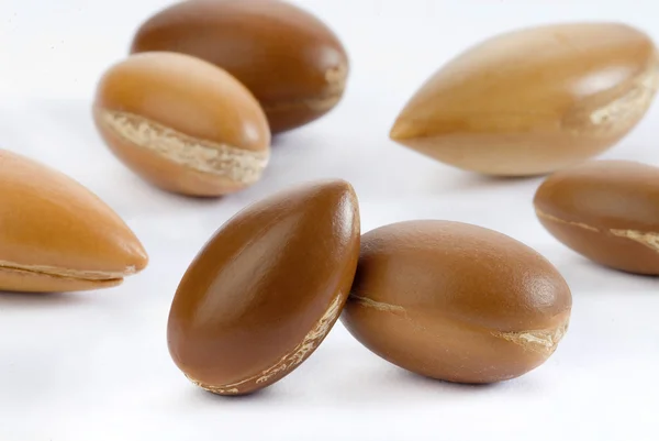 Семена аргана — стоковое фото