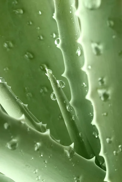 滴とアロエ植物 — ストック写真