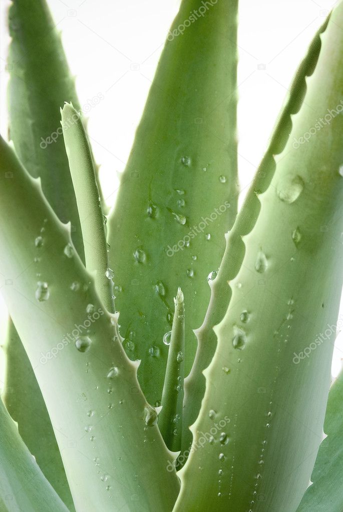Aloe plant with drops