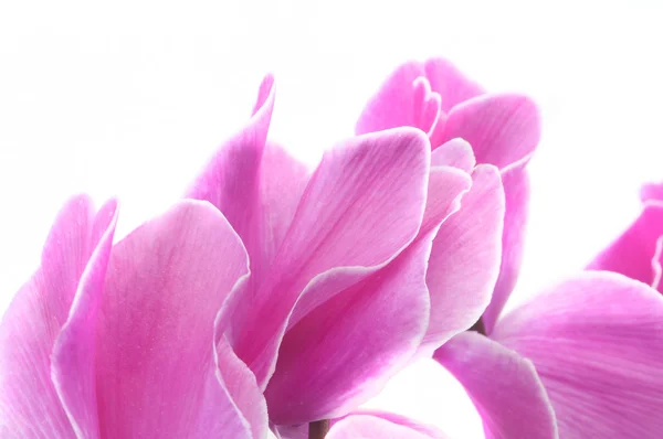Cyclamenblüte — Stockfoto