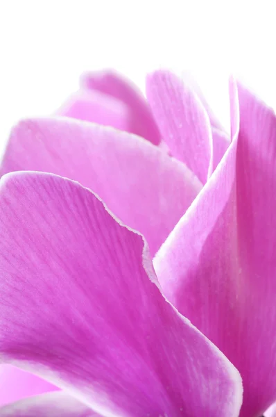 Cyclamen flower — Stock Photo, Image