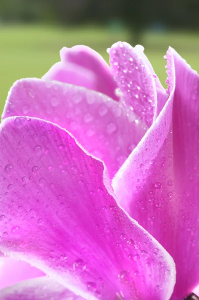 Ciklámen virág — Stock Fotó