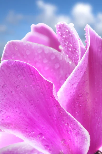 Flor de ciclamen —  Fotos de Stock