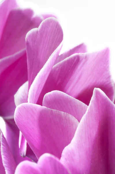 Flor de ciclame — Fotografia de Stock