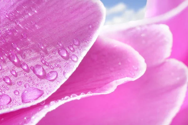 Fiore di ciclamino — Foto Stock