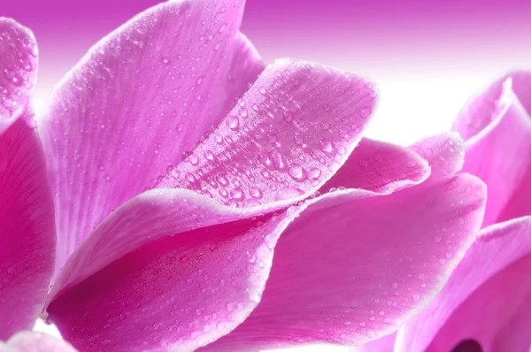 Cyclamen fleur — Photo