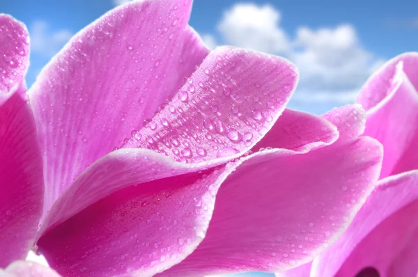 シクラメンの花 — ストック写真