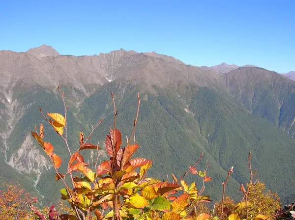 stock image The Sochi national park