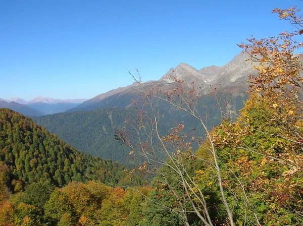 stock image The Sochi national park