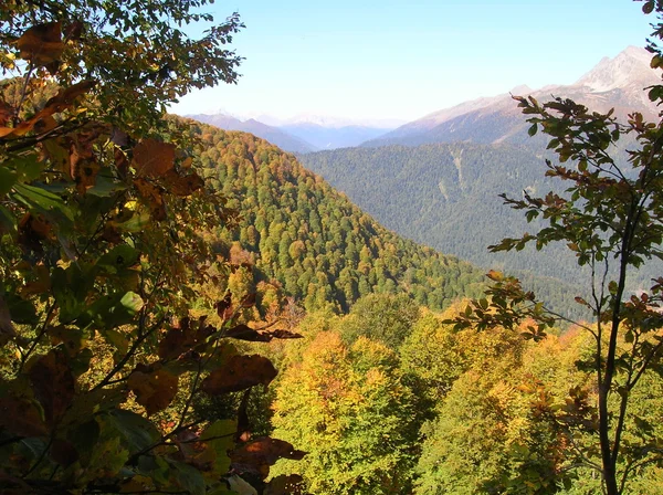 Stock image The Sochi national park