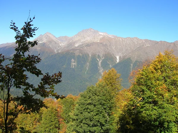 stock image The Sochi national park