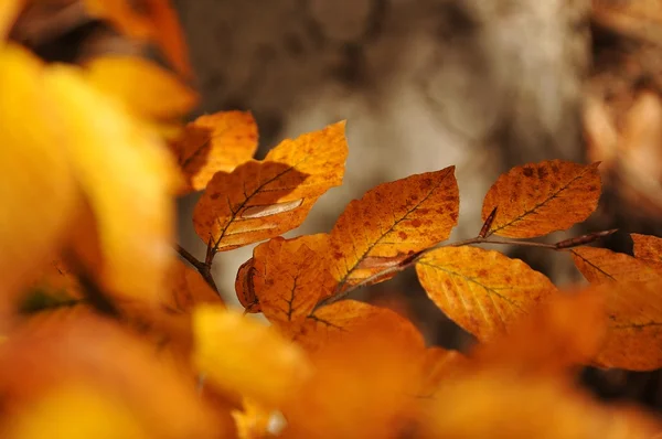 stock image Beech leaves in autumn