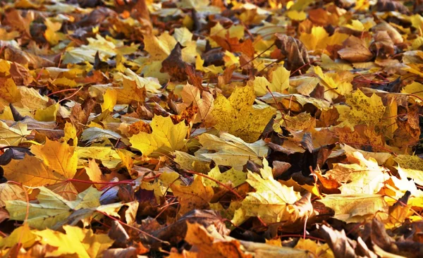 stock image Maple leaves in the fall