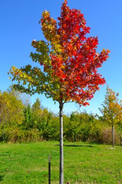 Beautiful Colors of Fall clipart