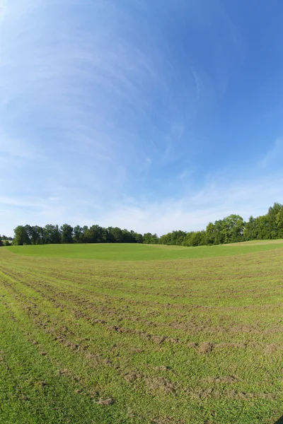 stock image Beautiful Lush and Green Grass Field