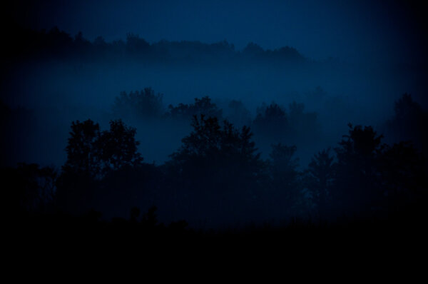 Fog in the valley forest at dusk.