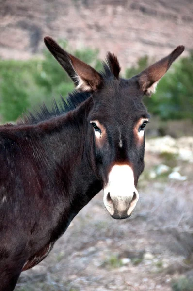 Vilda burro Stockfoto
