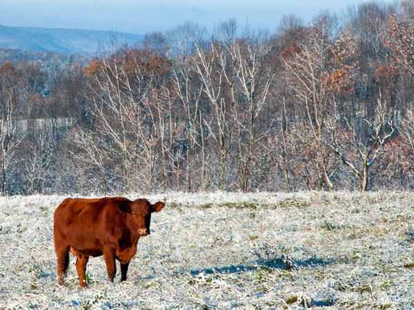 Koe in het veld Stockfoto