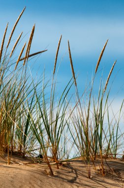 Beach Grass clipart