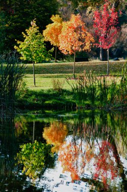 Göle Yansıyan Ağaçlar