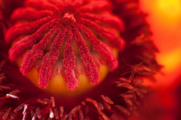 stock image Poppy UpClose