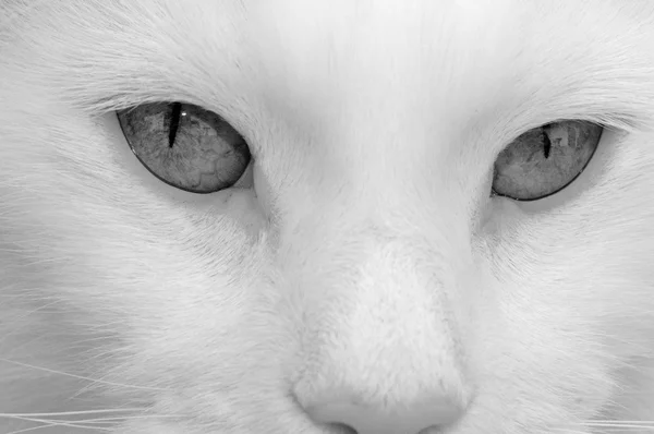 बिल्ली आँखें — स्टॉक फ़ोटो, इमेज