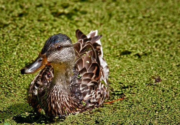 Pato en estanque — Foto de Stock