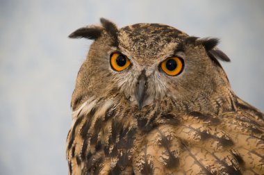 Owl Close Up