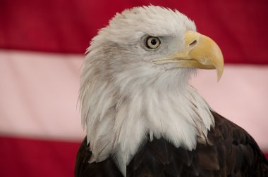 Bald Eagle clipart