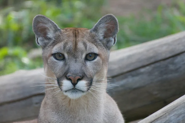 stock image Mountain Lion