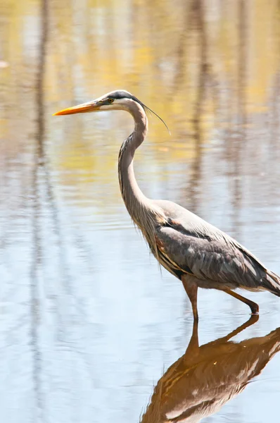 stock image Great Blue Heron