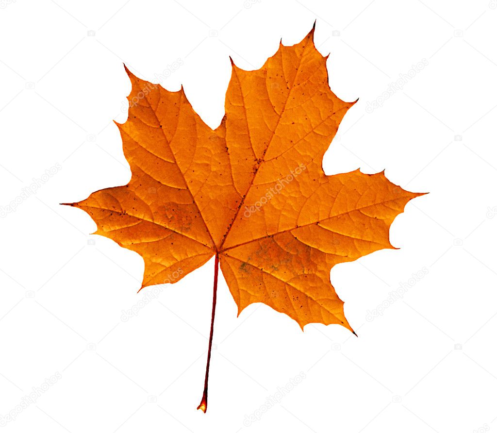 Isolated autumn leaf on white background