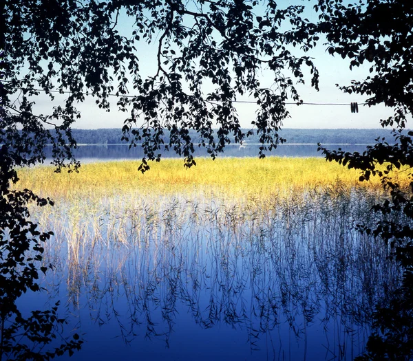 Lago, grama de ouro — Fotografia de Stock