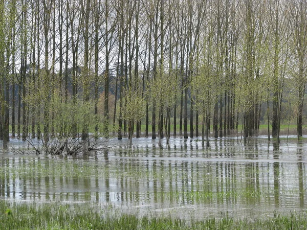 stock image Flooded poplars, France.