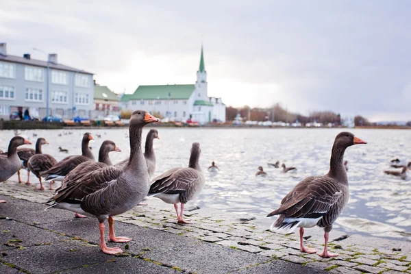 Tjornin see in reykjavik, island — Stockfoto