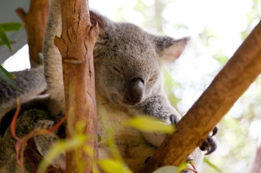 Uyuyan koala