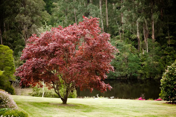 Tree in Park — Stock Photo, Image