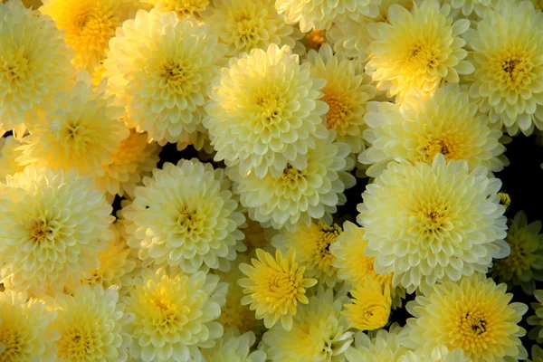 Biały kwiat ogród żółty — Zdjęcie stockowe