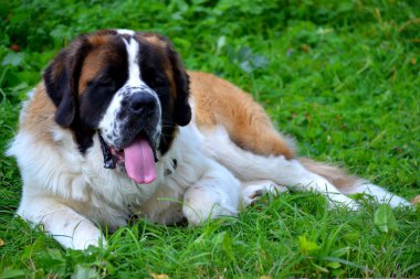 St.Bernard in the grass. clipart