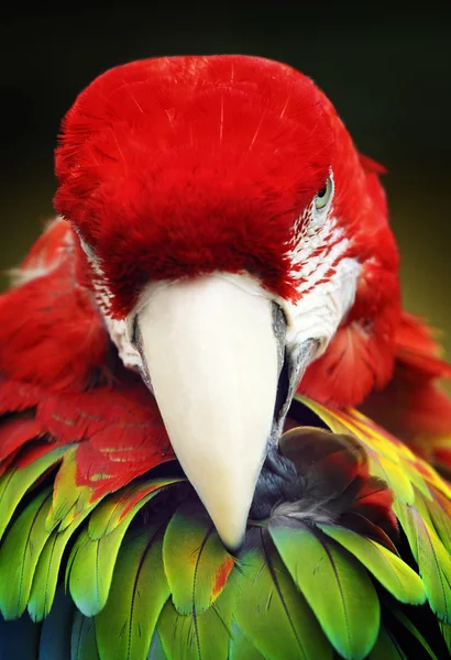 Дикая птица попугая Какаду — стоковое фото