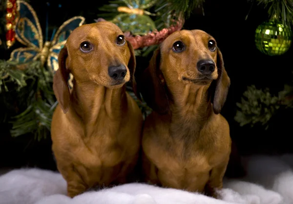 Mutlu yıllar dachshund köpek — Stok fotoğraf