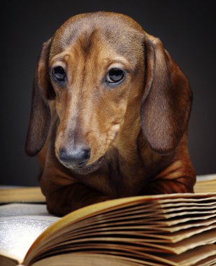 Dachshund