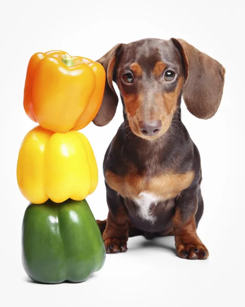 Dachshund and Pepper — Stock Photo, Image