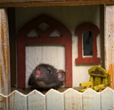 Mouse in the house clipart